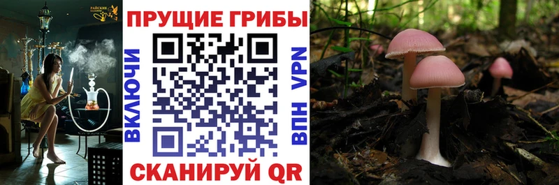Псилоцибиновые грибы мицелий Купить где Володарск